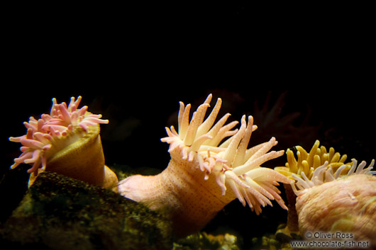 Sea anemones at the Osaka Kaiyukan Aquarium