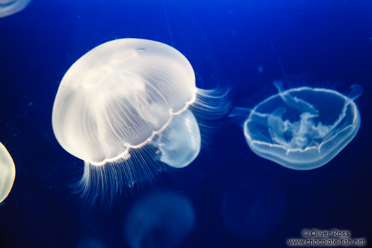 Aurelia aurita jellyfish at the Osaka Kaiyukan Aquarium