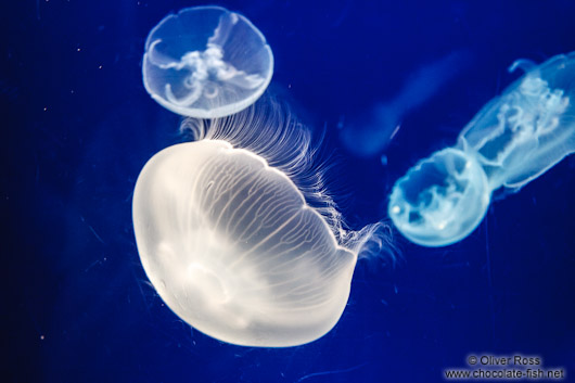 Aurelia aurita jellyfish at the Osaka Kaiyukan Aquarium