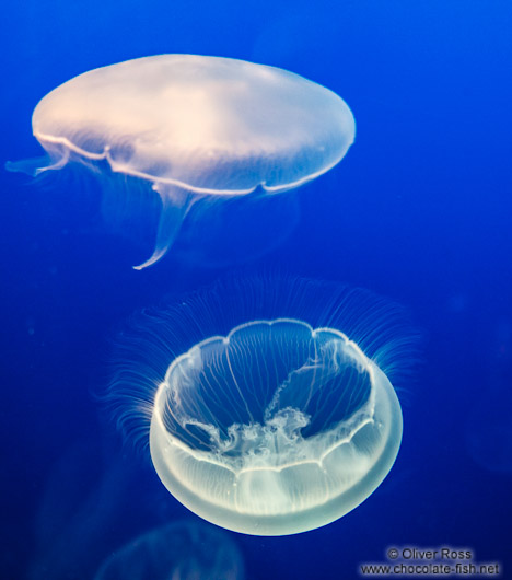 Aurelia aurita jellyfish at the Osaka Kaiyukan Aquarium