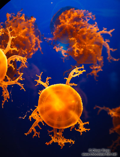 Jellyfish (Cassiopea spp.) at the Osaka Kaiyukan Aquarium