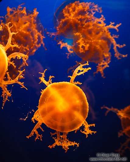 Jellyfish (Cassiopea spp.) at the Osaka Kaiyukan Aquarium