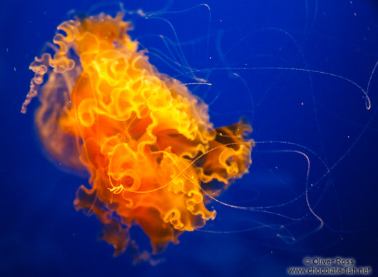 Jellyfish at the Osaka Kaiyukan Aquarium
