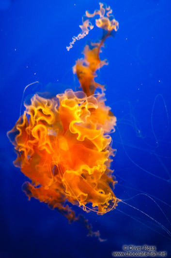 Jellyfish at the Osaka Kaiyukan Aquarium