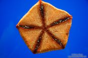 Travel photography:Sea star at the Osaka Kaiukan Aquarium, Japan