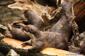 Travel photography:Asian smallclawed otters at the Osaka Kaiyukan Aquarium, Japan