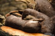 Travel photography:Asian smallclawed otters at the Osaka Kaiyukan Aquarium, Japan