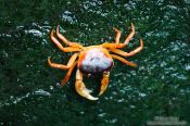 Travel photography:Crab at the Osaka Kaiyukan Aquarium, Japan