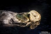 Travel photography:Sea Otter at the Osaka Kaiyukan Aquarium, Japan