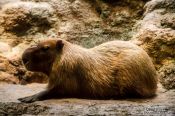 Travel photography:Capibara at the Osaka Kaiyukan Aquarium, Japan