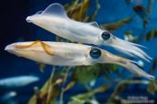 Travel photography:Squid at the Osaka Kaiyukan Aquarium, Japan