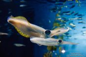 Travel photography:Squid at the Osaka Kaiyukan Aquarium, Japan