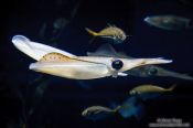 Travel photography:Squid at the Osaka Kaiyukan Aquarium, Japan