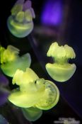 Travel photography:Jellyfish at the Osaka Kaiyukan Aquarium, Japan