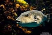 Travel photography:Fish at the Osaka Kaiyukan Aquarium, Japan