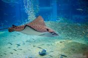 Travel photography:Spotted Eagle Ray at the Osaka Kaiyukan Aquarium, Japan