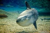 Travel photography:Moonfish (also knwn as sunfish) at the Osaka Kaiyukan Aquarium, Japan