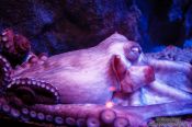 Travel photography:Octopus at the Osaka Kaiyukan Aquarium, Japan