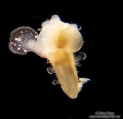 Travel photography:Sea slug at the Osaka Kaiyukan Aquarium, Japan