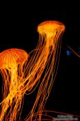 Travel photography:Brown Jellyfish at the Osaka Kaiyukan Aquarium, Japan