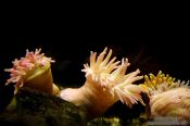 Travel photography:Sea anemones at the Osaka Kaiyukan Aquarium, Japan