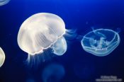 Travel photography:Aurelia aurita jellyfish at the Osaka Kaiyukan Aquarium, Japan