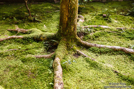 Tree at Kyoto`s Honenin Temple