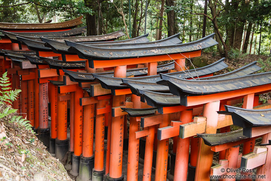 Row of Torii at Kyoto`s Inari shrine