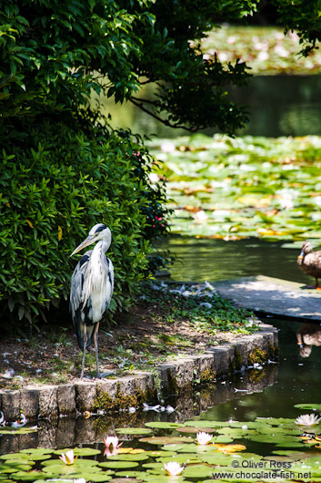 Heron at Kyoto´s Ryoanji temple