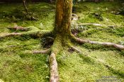 Travel photography:Tree at Kyoto`s Honenin Temple, Japan