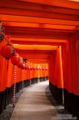 Travel photography:Row of Torii at Kyoto`s Inari shrine, Japan