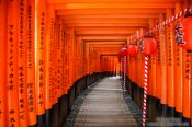 Travel photography:Row of Torii at Kyoto`s Inari shrine, Japan
