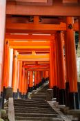 Travel photography:Row of Torii at Kyoto`s Inari shrine, Japan