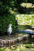 Travel photography:Heron at Kyoto´s Ryoanji temple, Japan