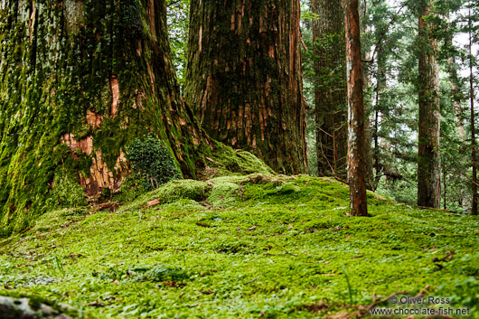 Trees with moss at the Nikko Unesco World Heritage site