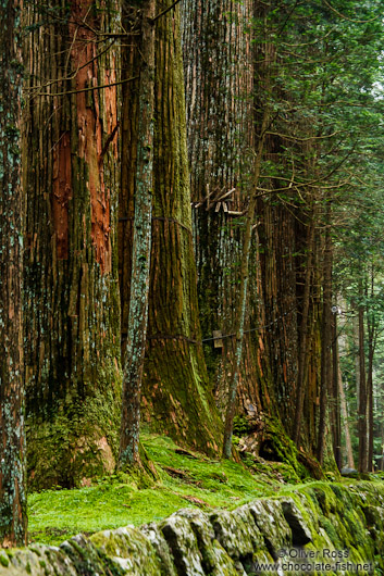 Trees at the Nikko Unesco World Heritage site