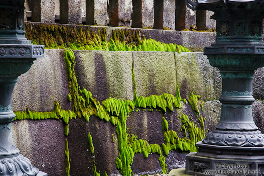 Moss growing on a wall at the Nikko Unesco World Heritage site