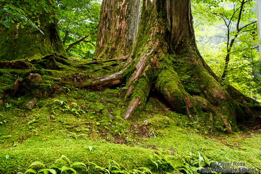 Trees at the Nikko Unesco World Heritage site