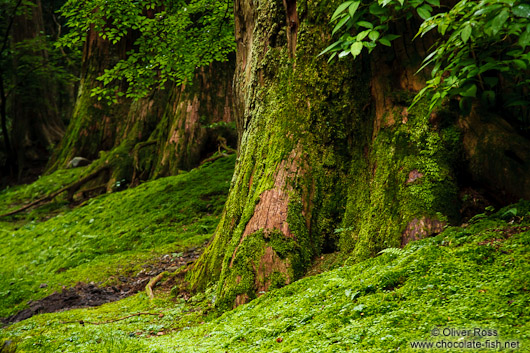 Trees at the Nikko Unesco World Heritage site