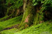 Travel photography:Trees at the Nikko Unesco World Heritage site, Japan