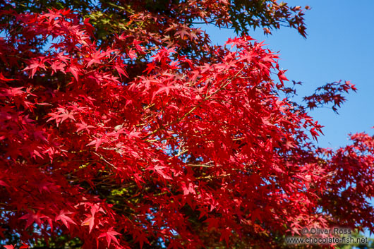 Trees in autumn colour at Bulguksa Temple