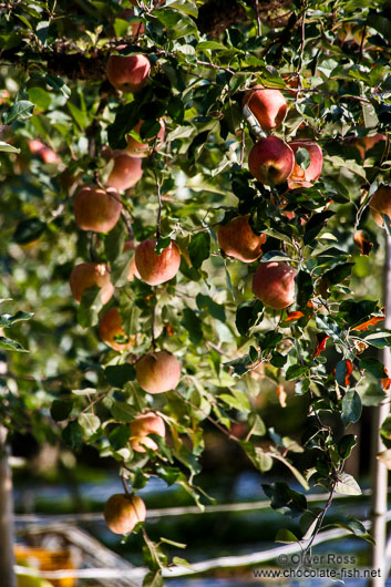 Apple trees near Gyeongju