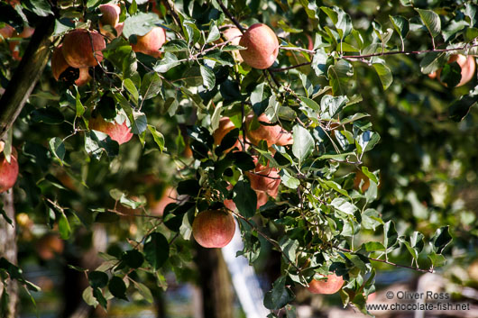 Apple trees near Gyeongju