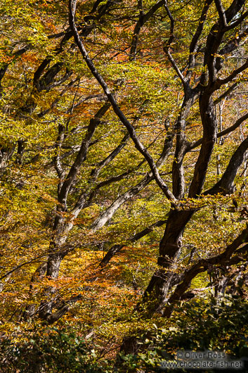 Trees in the Namsan mountains