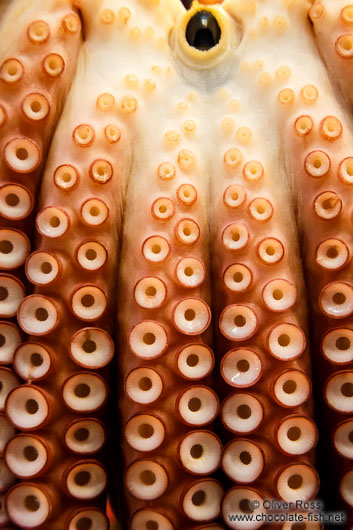 Octopus for sale at Gyeongju market