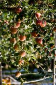 Travel photography:Apple trees near Gyeongju, South Korea