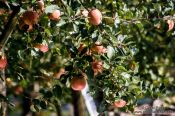 Travel photography:Apple trees near Gyeongju, South Korea