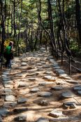 Travel photography:Namsan mountain path, South Korea