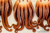 Travel photography:Octopus for sale at Gyeongju market, South Korea