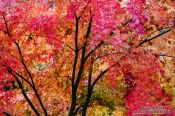 Travel photography:Haeinsa Temple complex, South Korea